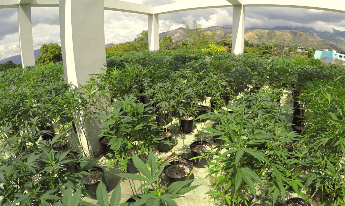 StrainsofHope's tweet photo. World's first facility dedicated to medical marijuana research by Citiva at UWI https://t.co/Bw9EIiML4K