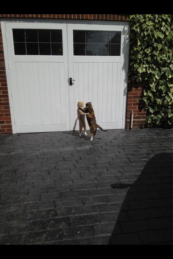 SoCuteKittens's tweet photo. "Talk to my girl again and catch these paws bruh" https://t.co/Qczp6OXoHJ