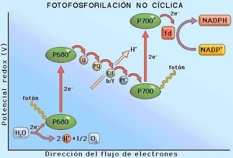 calvobarajas's tweet photo. #fosforilacion #no ciclica #fisiologiavegetal  @agorajavier https://t.co/LnmWV1Vhwc