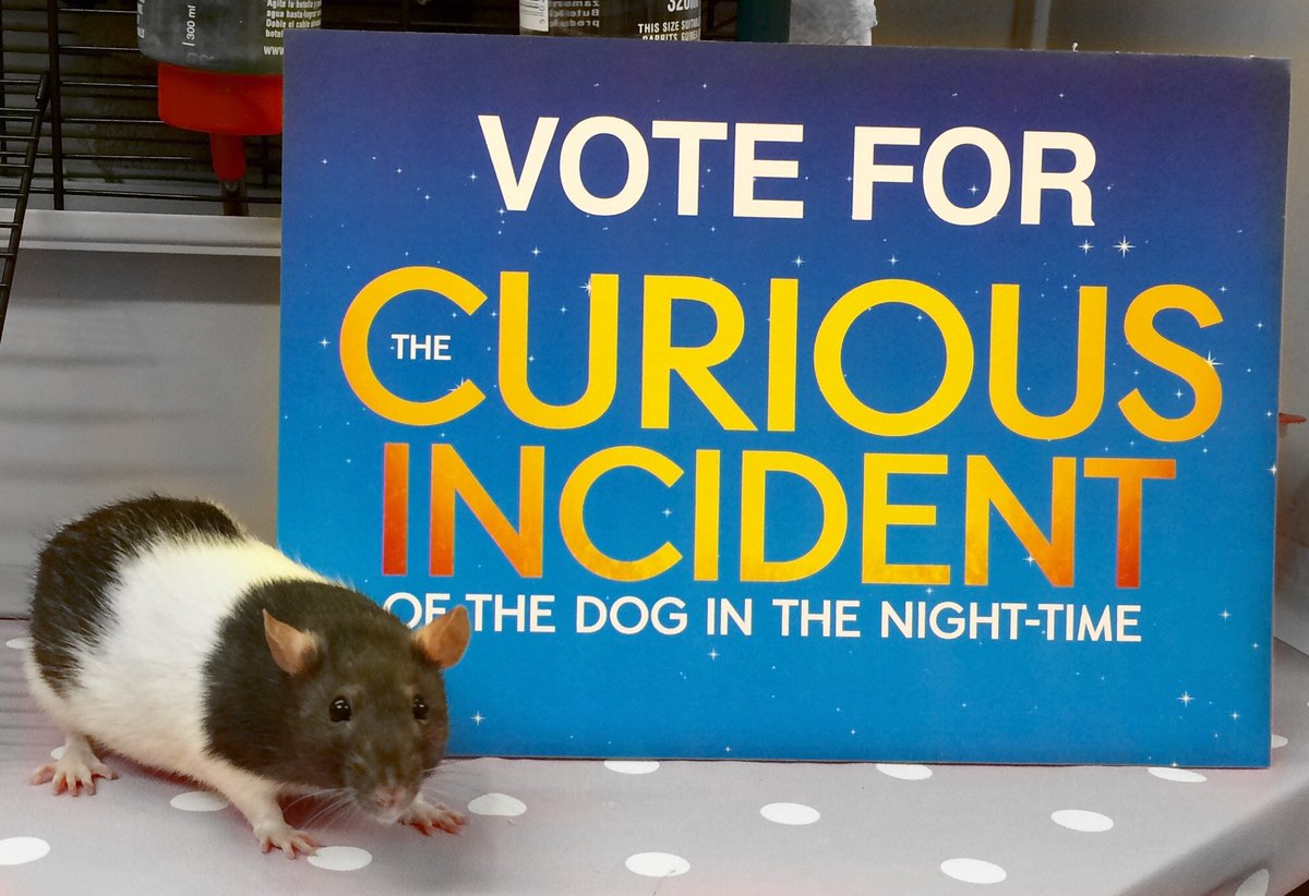 CuriousToby's tweet photo. Please vote for me &amp; my humans in the Magic Radio Audience Award! #OlivierAwards
Vote here: https://t.co/SAAluce0vx https://t.co/QxvsWURnqC