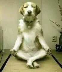 DailySnickers's tweet image. Ah. Meditation. ..the closest you can get to doing nothing. ..but still be doing something