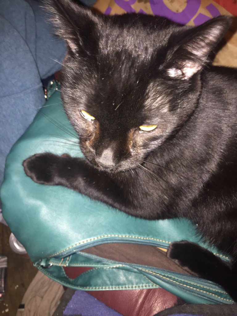 Gimpsters's tweet photo. It I sit on mom's purse she has to stay home right? #smartkitty https://t.co/dGxKHVrgQJ