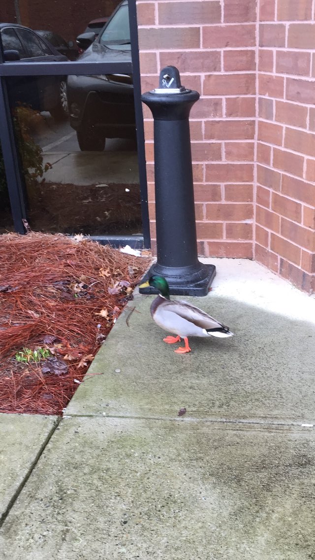 jcksn6's tweet photo. Raining so much even the ducks are confused #duckwanderingtheofficepark #Randomduck #wheresthepond? https://t.co/3EymZ090Hr