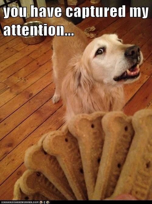 PetSafe tweet media