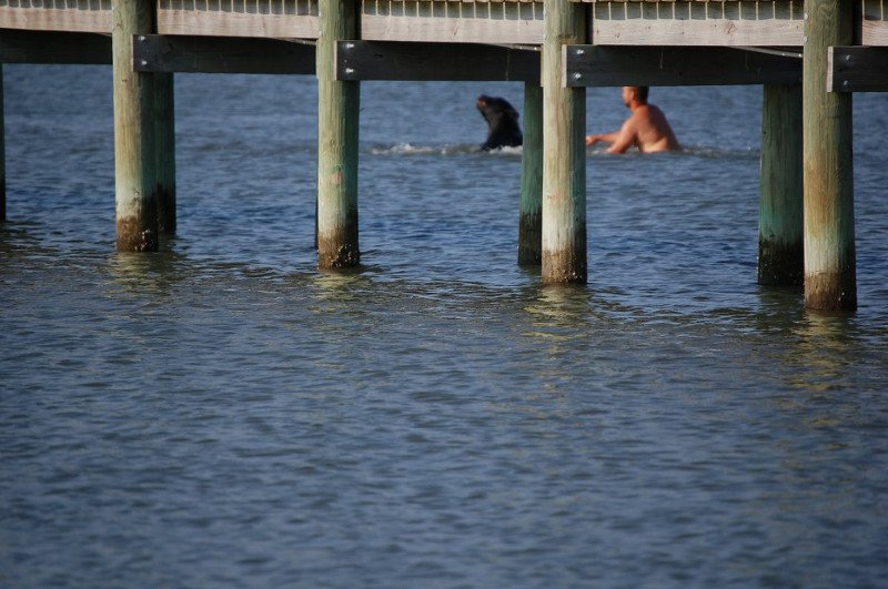 OneGreenPlanet's tweet photo. Brave Man Saving Drowning Black Bear Is Possibly one of the Greatest Rescue Stories Ever! https://t.co/q3nkFQTvfA https://t.co/AyO7AJSFAK