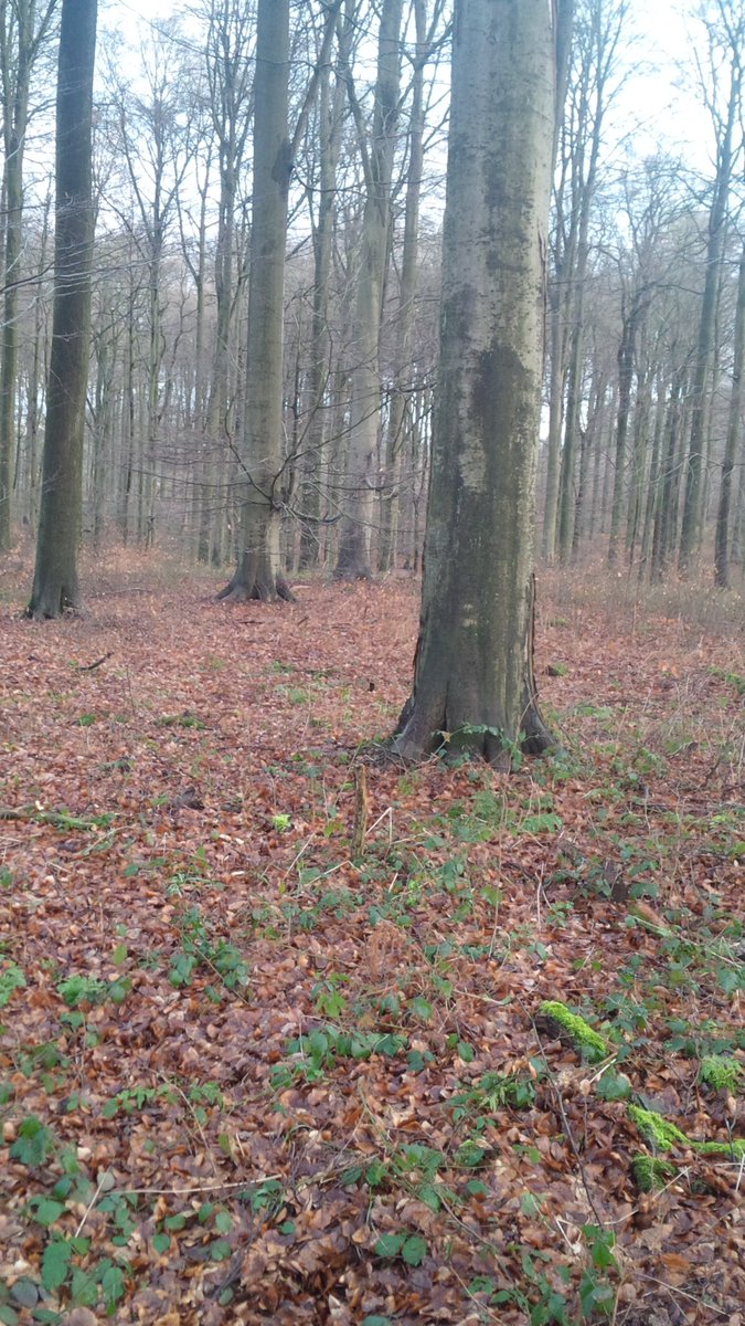 Coachsportif_BE's tweet photo. #run #foretdesoignes #zonienwoud #nevergiveup #movingforward #FCout Chevreuil à trouver sur les deux photos... :-) https://t.co/JnkOXsnPTT