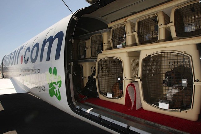 earthbath_pet's tweet photo. Tips for Flying with #Pets https://t.co/QBQb71m7Ni https://t.co/FEX9lBLhTC