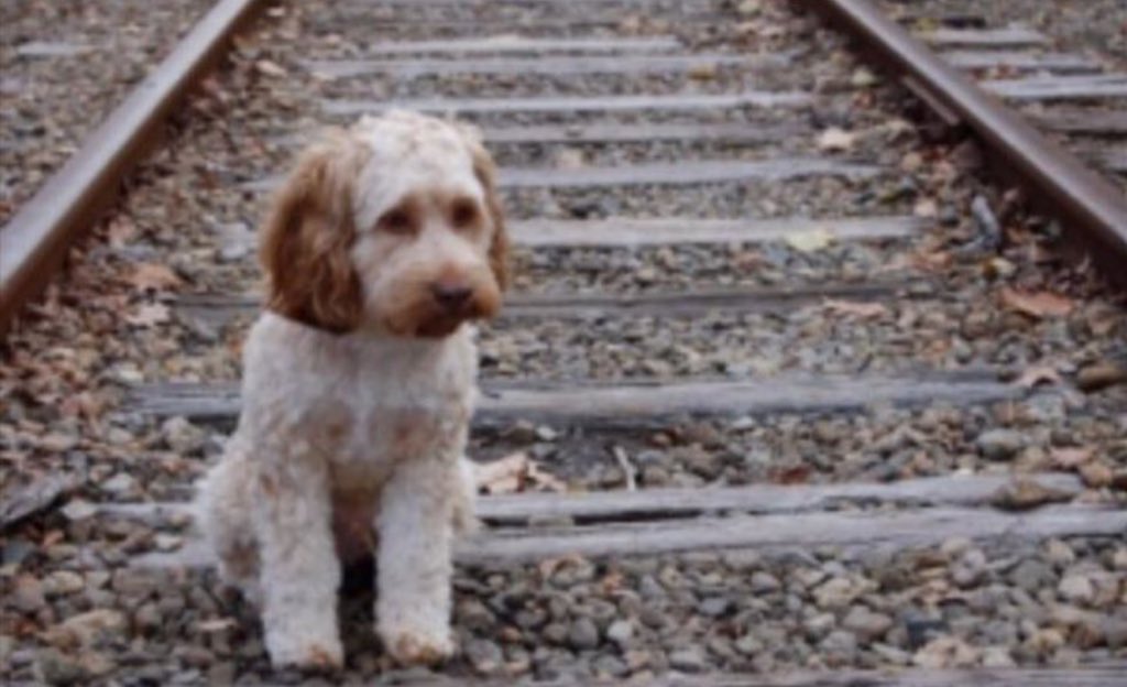 trac_dog's tweet image. PLEASE RT. If a dog went missing in your area would you be happy to be notified? #dogwatch dogtrac.com/register/?t=do…