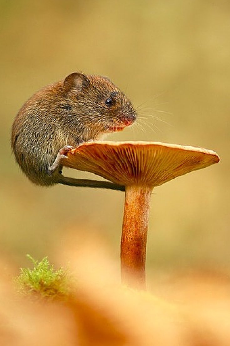 Voles have tremendous poise, even when high on mushrooms.