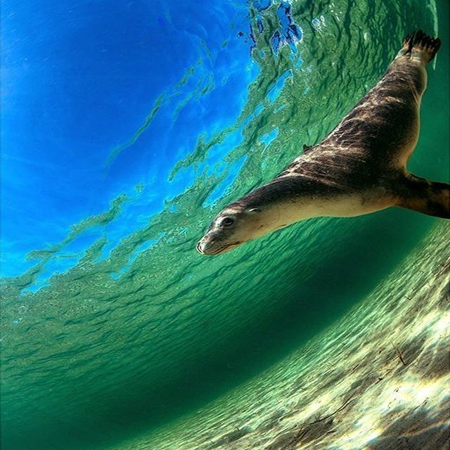 seaturtlegifts's tweet photo. Beauties from the underworld!!! By: matt.bieleck!!! #OCTOMASK #gopro #seal #sealion #seali⦠https://t.co/tSQBdzmOrg https://t.co/NhQvCoSrlt
