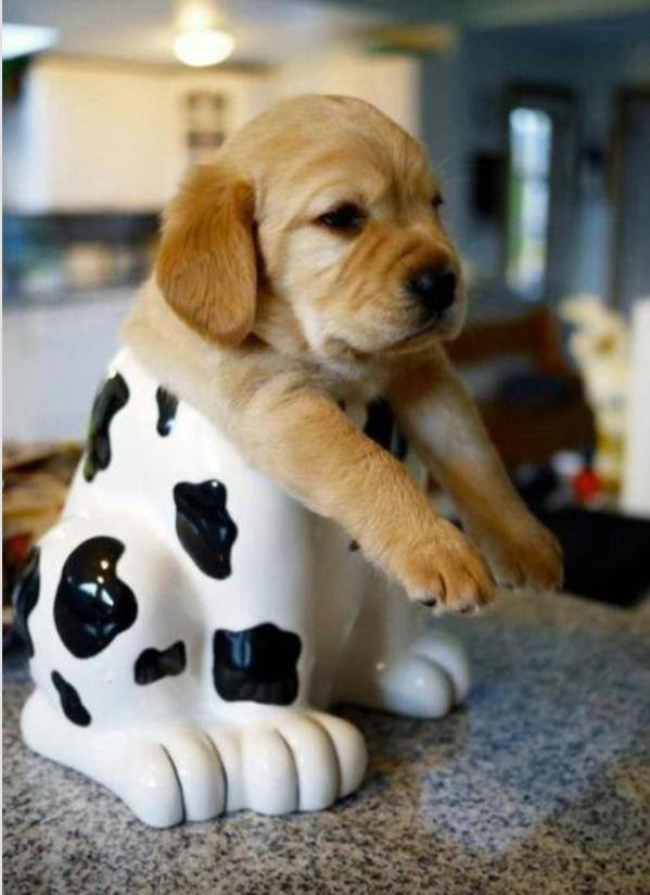 omifren's tweet image. I'm #tryingtodo the "#MichaelJackson '#forwardlean'" !!!