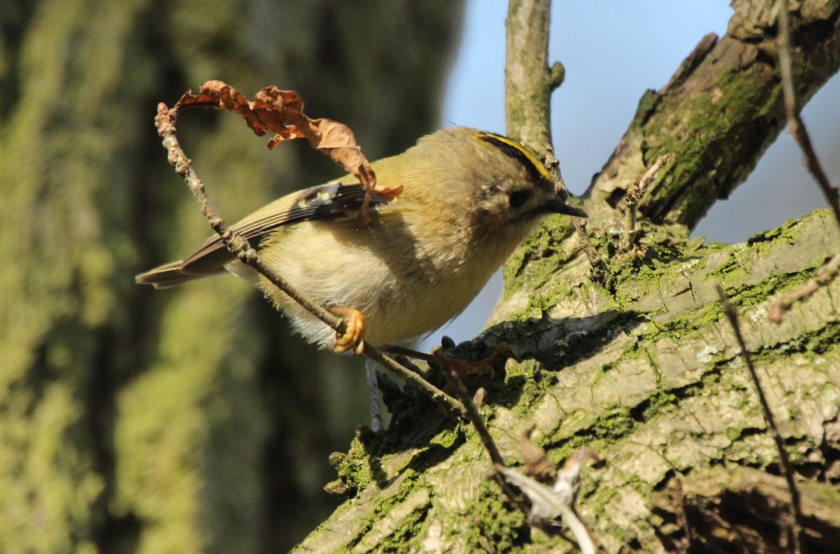 Thurrock0rob's tweet photo. goldcrest chadwell @thamescrossing  @Team4Nature300 @rustyrockets #StandByNature @yourthurrock https://t.co/1VIPbJhJK5