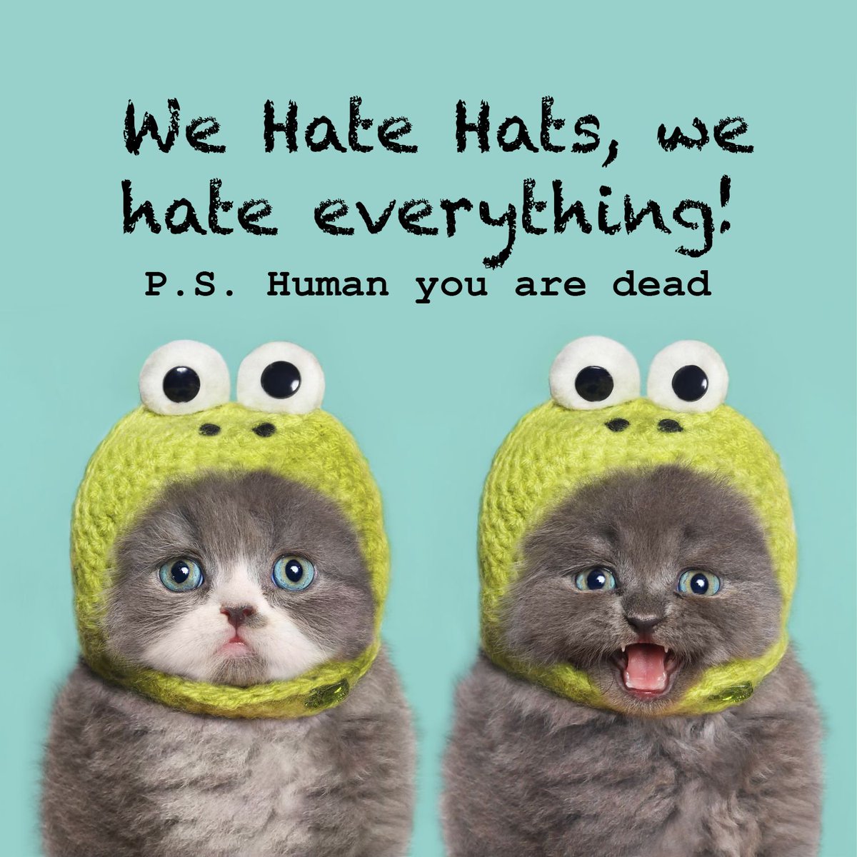MiauCafe's tweet photo. #YaMeVasASalirConQue me quieres poner gorritos y tonterías #IllKillYou #EresHumanoMuerto Somos gatos, no muñecos! https://t.co/pUM9j4VKxg