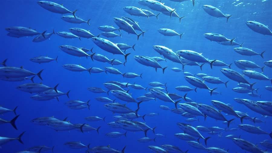 pewenvironment's tweet photo. Wanted: A brighter future for bluefin tuna https://t.co/n2BItq3ByL https://t.co/6JSNZV6mGS