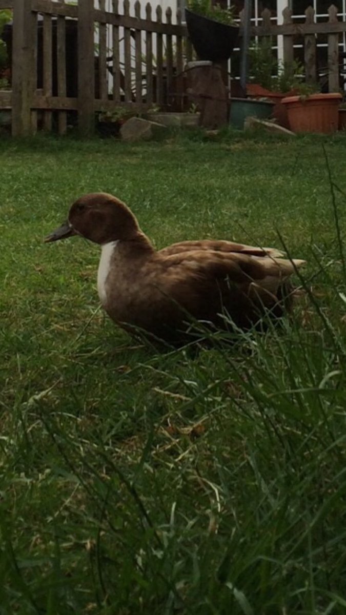 jdknott11's tweet photo. MISSING! Anyone in the Twydall area find this duck can you let me know. Little bitch flew off today. #LostDuck https://t.co/70Fw5AdSHq