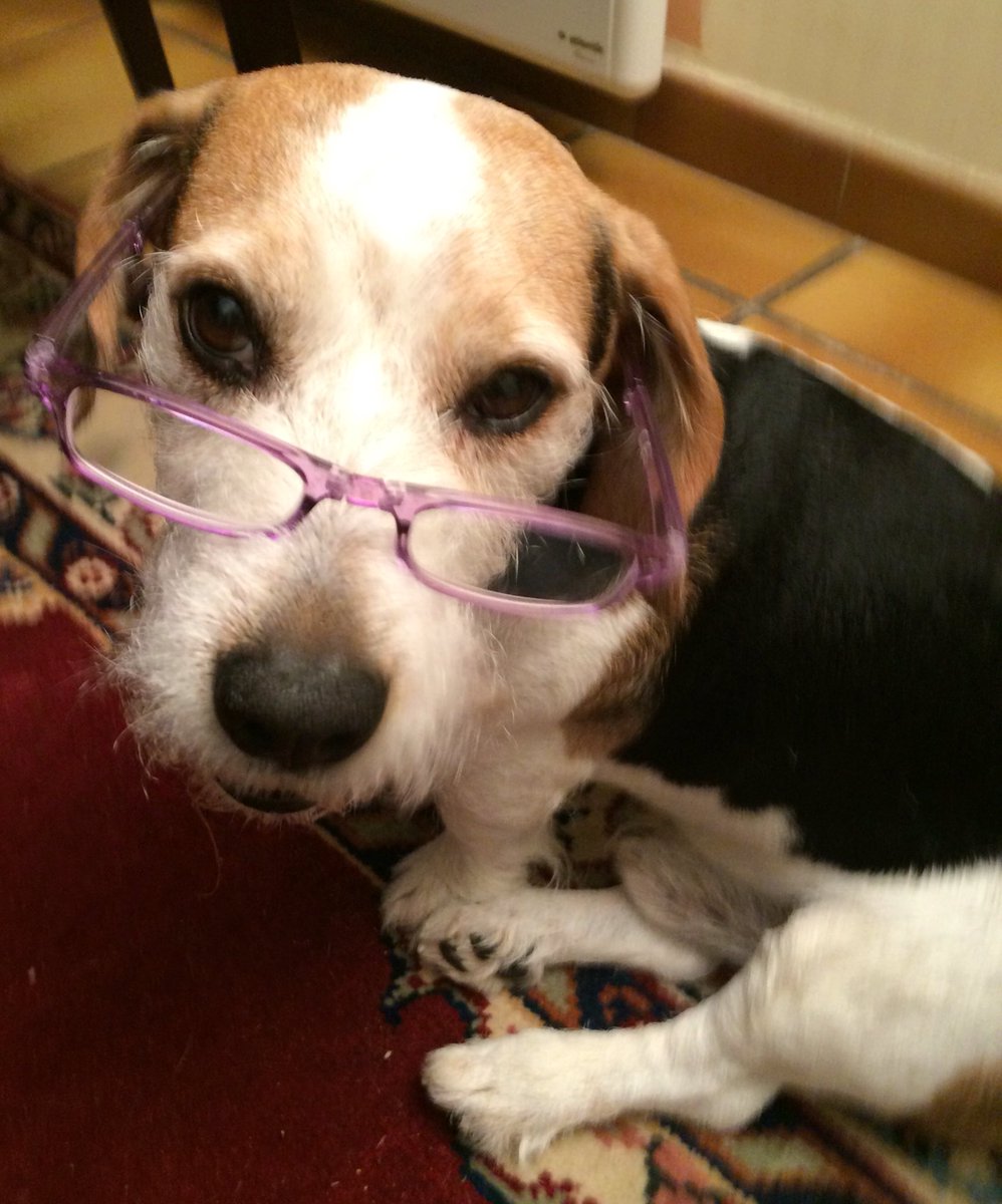 valmuratori's tweet photo. #Chat alors, moi aussi je porte des #binocles. Nom d'un chien. https://t.co/YsZSwd2cPb