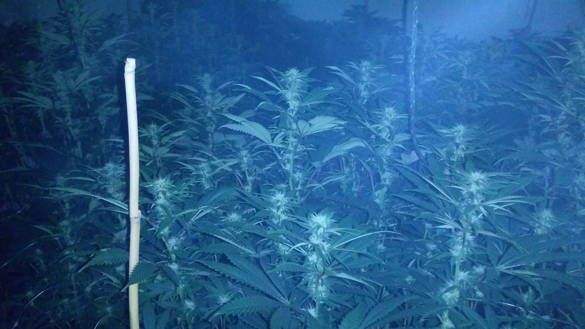 GoodHerbPodcast's tweet photo. #marijuana #motivation #cherrycheeks707.com #followyourdreams #blackfarmers https://t.co/PFNf3RLOD7
