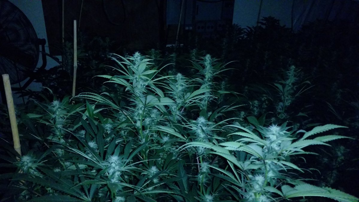 GoodHerbPodcast's tweet photo. #marijuana #motivation #cherrycheeks707.com #followyourdreams #blackfarmers https://t.co/PFNf3RLOD7