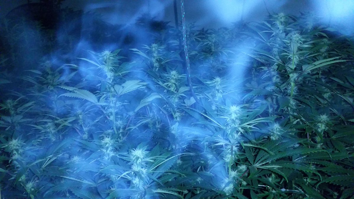 GoodHerbPodcast's tweet photo. #marijuana #motivation #cherrycheeks707.com #followyourdreams #blackfarmers https://t.co/PFNf3RLOD7