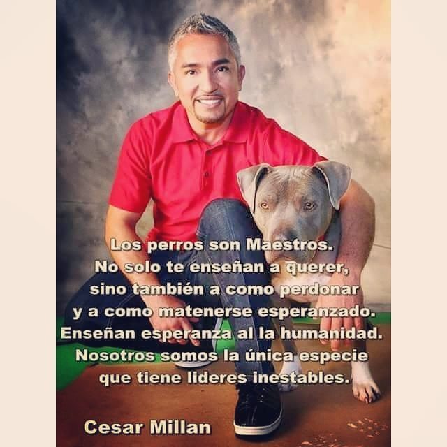 Tin_C_Astro's tweet photo. #cesarmillan #instavida #vida #frases #dogs #indiastarfrance #ilovemydog #ilovemybullterrier #instalove #humanity https://t.co/NAJVhK6S68