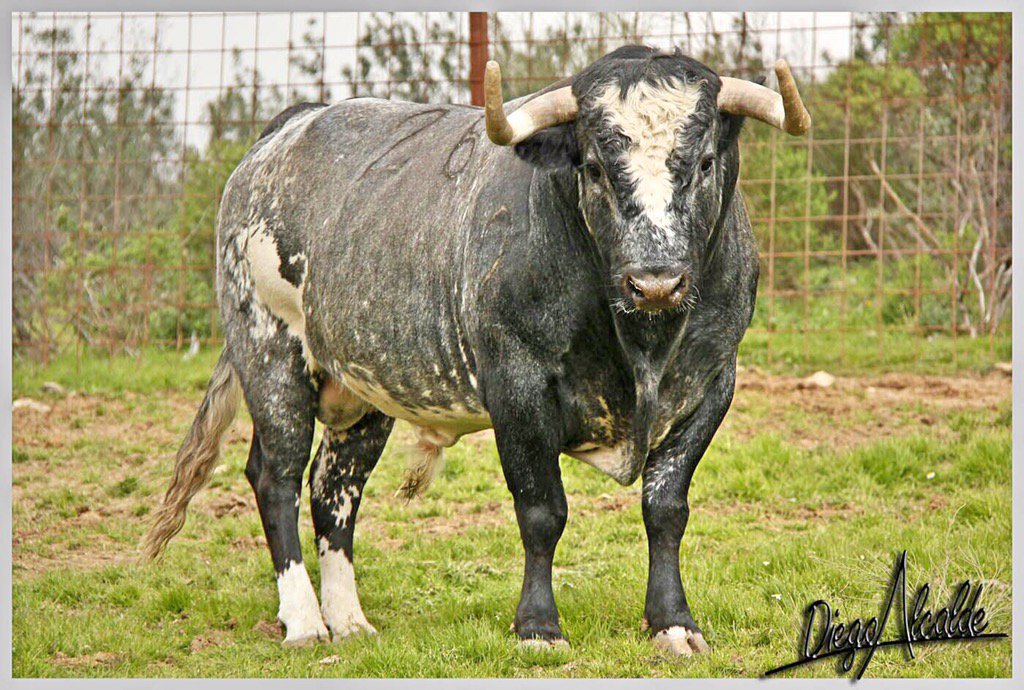 Vamos allá con la temporada.