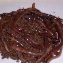 OrderYourDomain's tweet image. Raising African nightcrawler worms,step by step guide to raising the most sought after worms ow.ly/YDjaq