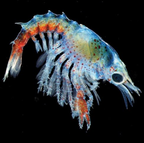 MBARI_News's tweet image. Information made beautiful: 2016 #Vizzies Winners! ow.ly/YFlPi @NSF @PopSci