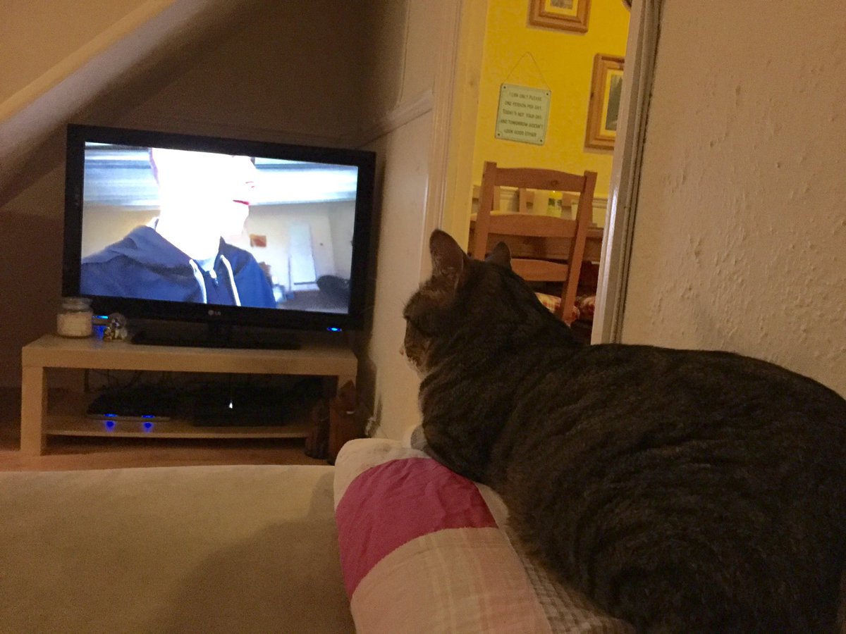 Chappers2602's tweet photo. Styles is always watching @GilroyVlogs πΈ @gilroyfanpage #youtube #vlog #gilroyvlogs https://t.co/8sKIYtssVw