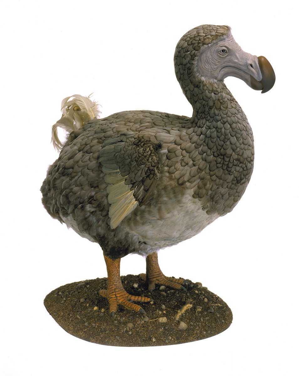 AMNH's tweet photo. NEW RESEARCH Suggests Dodos Might Have Been Quite Intelligent! Full story: https://t.co/YgbG8ng89F https://t.co/D4FwiKRUWj