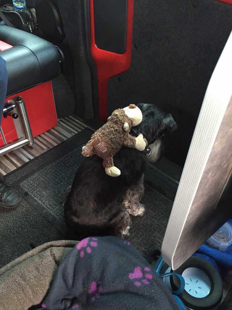 HamishShortie's tweet photo. @TillytheHound @Hugo_Schnauzer @issilovesboo Me monkey itchin a ride inna camper on holibobs #monkeyonmeback https://t.co/Fe3JXzAkaC