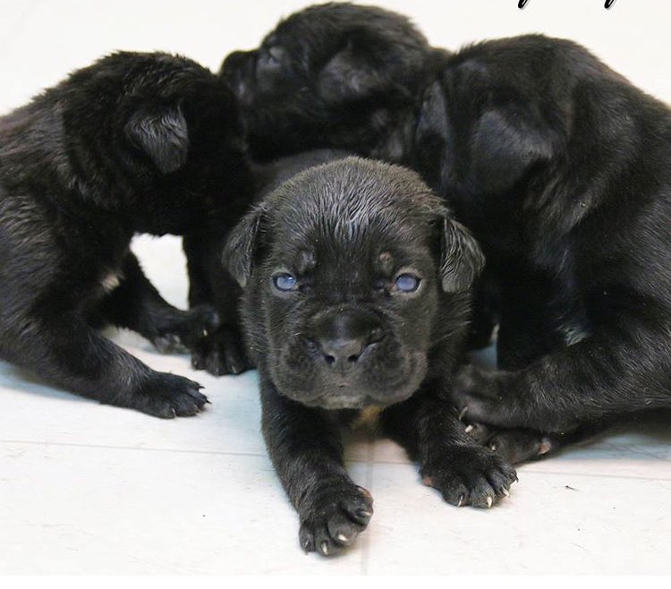 ShplyCaneCorso's tweet photo. Beautiful #canecorso puppies. What's your favorite color? https://t.co/FTScZ0PhrM