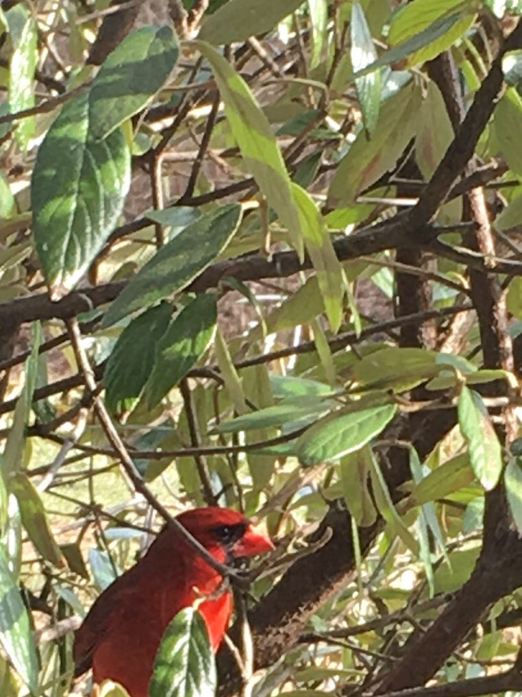 ThomasMoreTAP's tweet photo. We are ready for mid spring classes - so is this beautiful visitor to campus! #tmctap https://t.co/cq8FKss43B
