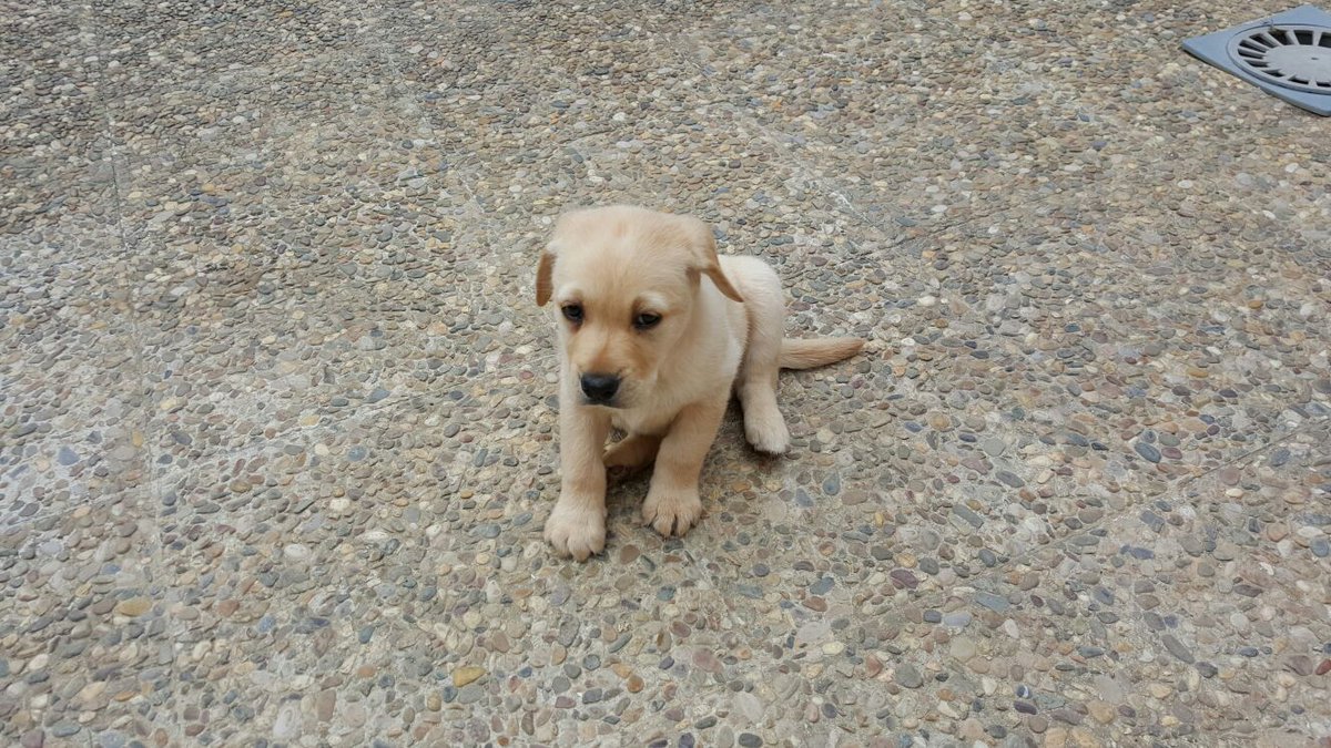 JA_Troya's tweet photo. Se nos ha perdido Rigo en la zona de Almensilla. Dadle difusion a ver si hay suerte 😞😞😞 https://t.co/hxwlZ3UxVx