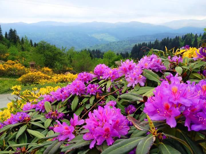 celal afşin (@celalmercimek) on Twitter photo 