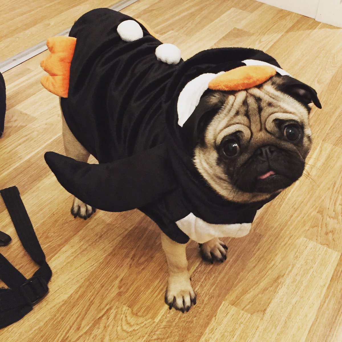 Roo the Pug tweet media