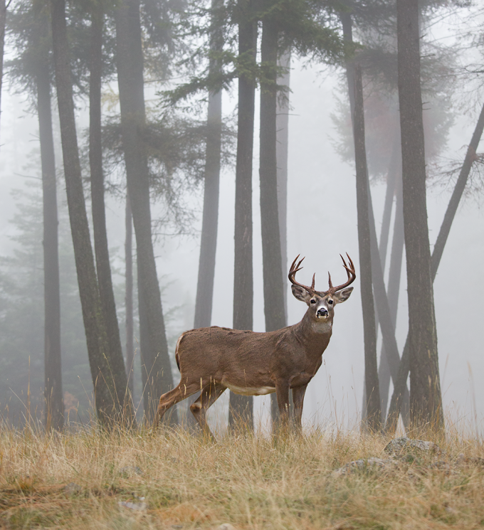 HuntingLocator's tweet photo. Is it Time to Rethink the North American Model of Wildlife Conservation?

#HuntingLocator

https://t.co/aKZS1fIv9V https://t.co/Nihfwc1irP