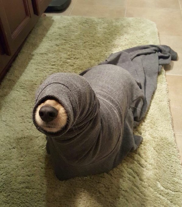 When I think about being a navy seal. https://t.co/31uXBkTcLu<a href="/tag/wot"class="tags"><span>#wot</span></a><a href="/tag/wglna"class="tags"><span>#wglna</span></a>