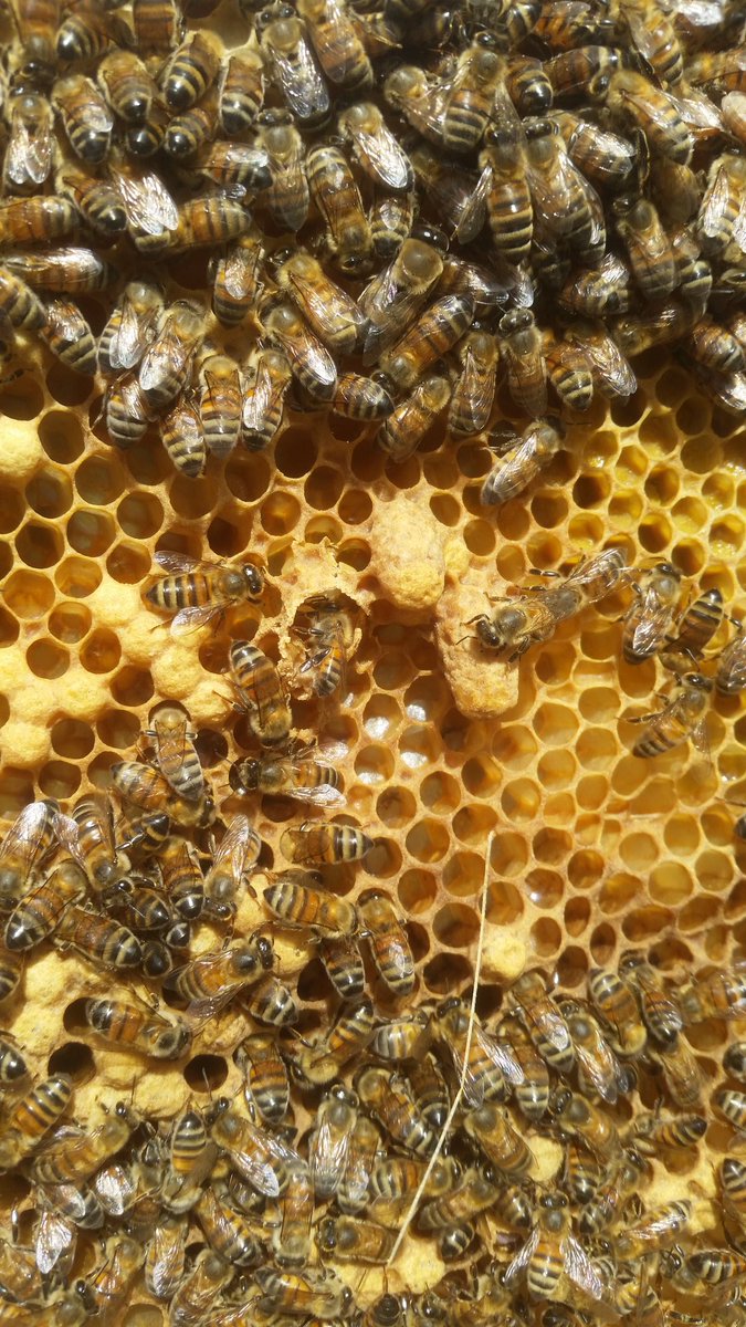 OxxBeekeeping tweet picture