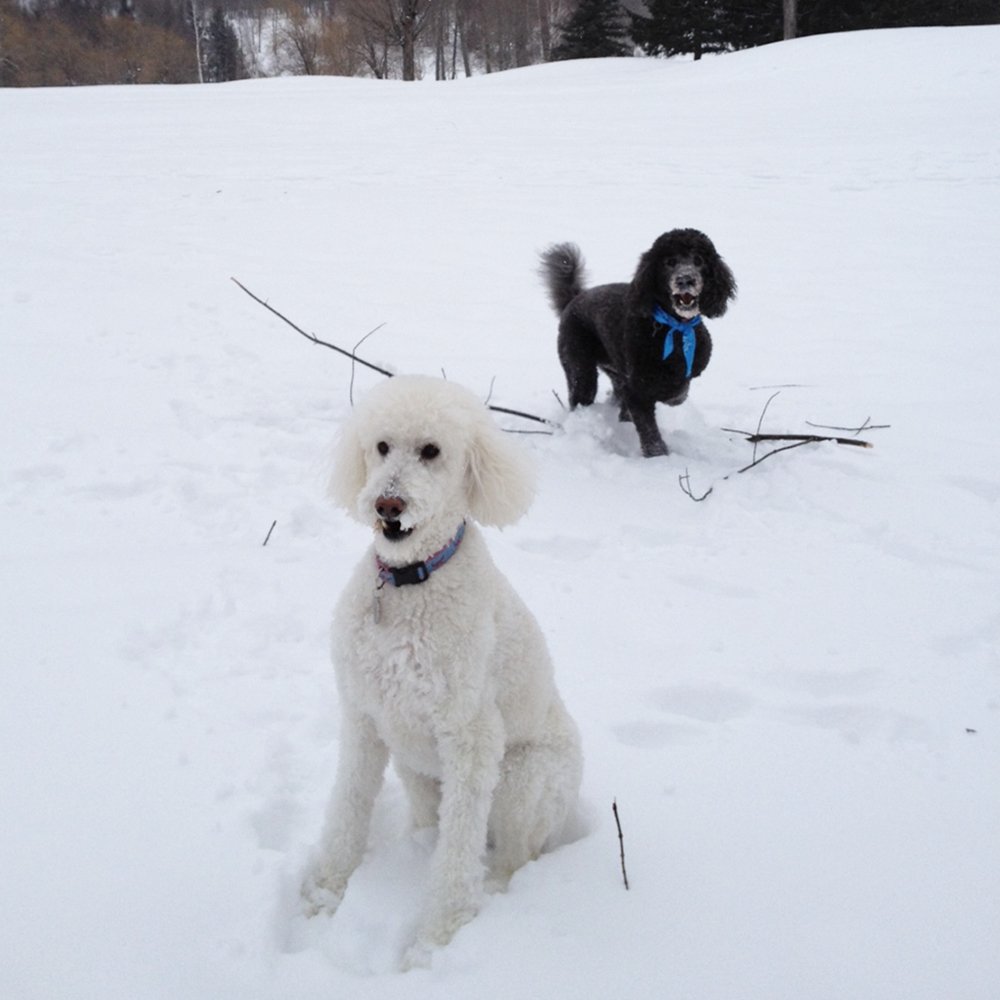 NaturalBalance's tweet photo. “If I stand real still he won’t find me...”
Do your #NaturalCharacters blend in w/ the snow? https://t.co/g2DIf44oH3
