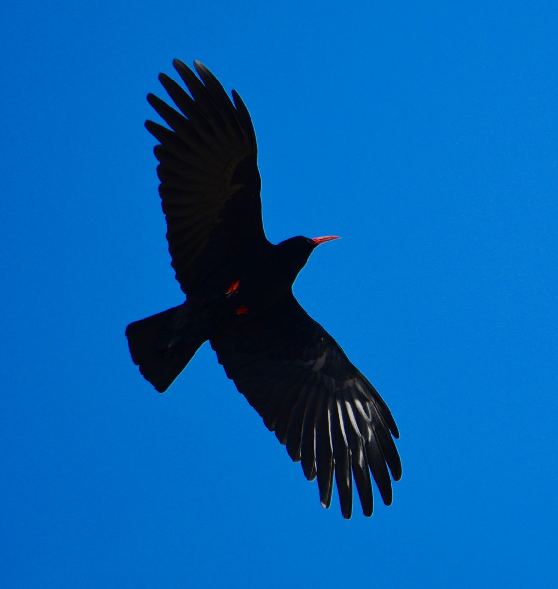 Splendid chough photographed by <a href="/zawngazer/">navaracgeoff 💙</a> in #Cornwall