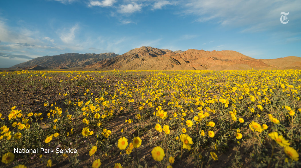 nytimes's tweet photo. Death Valley, one of the hottest places on Earth, is currently a riot of color https://t.co/Qsu5LsyLEp https://t.co/MM5X8sKwpa