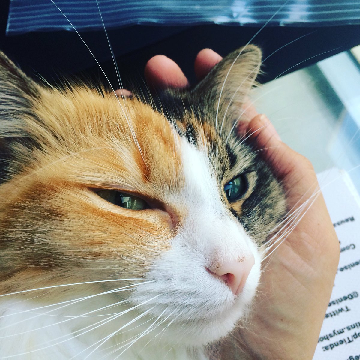 DeniseGittins's tweet image. #completetrust ...#Ripley the #kitsilano #kitty rests her head in the #palmofmyhand :) #tortie #tortoiseshell