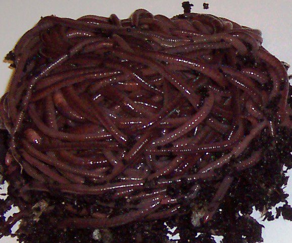 OrderYourDomain's tweet image. Raising African nightcrawler worms,step by step guide to raising the most sought after worms ow.ly/YDjm4