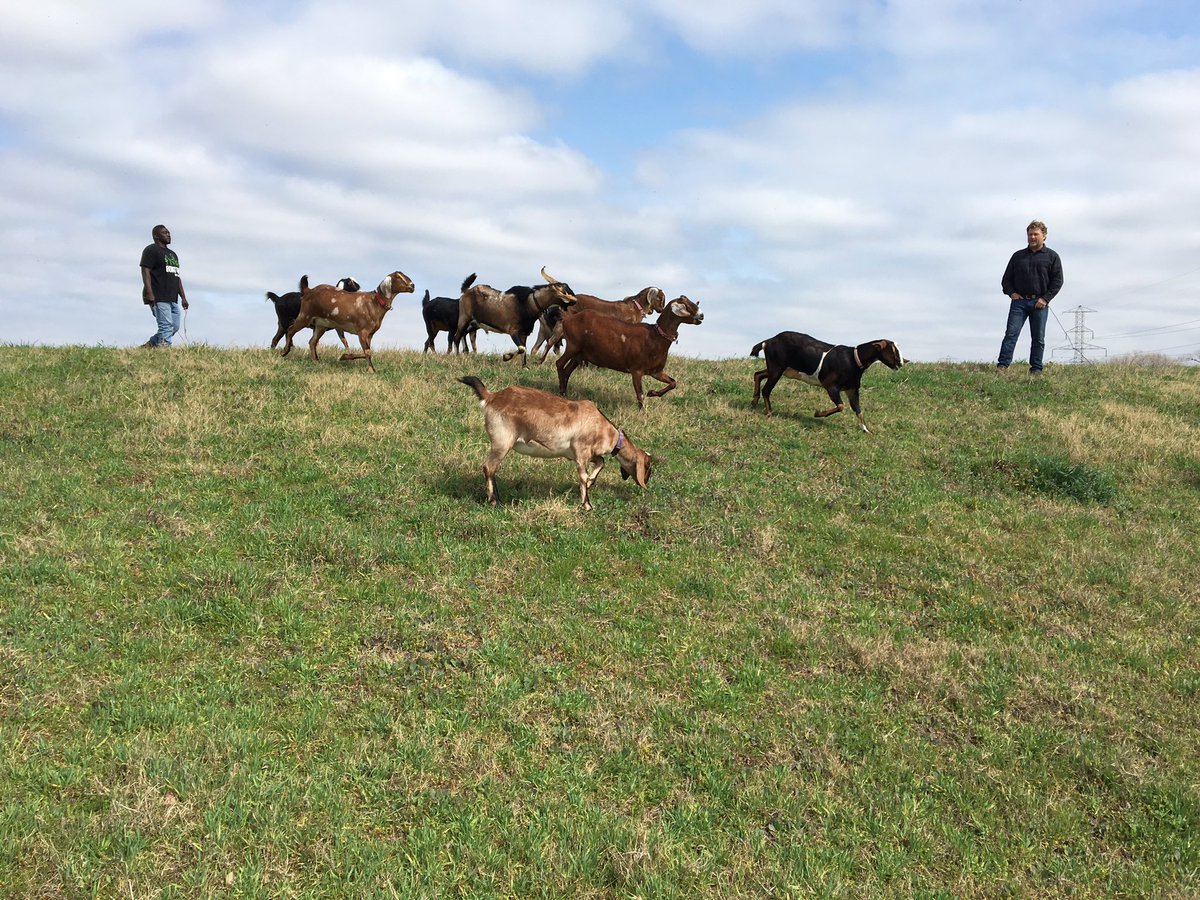 ShannonAblala's tweet photo. Great visit to an urban farm in Dallas. Who knew you could walk goats? https://t.co/g8JBCPuDui