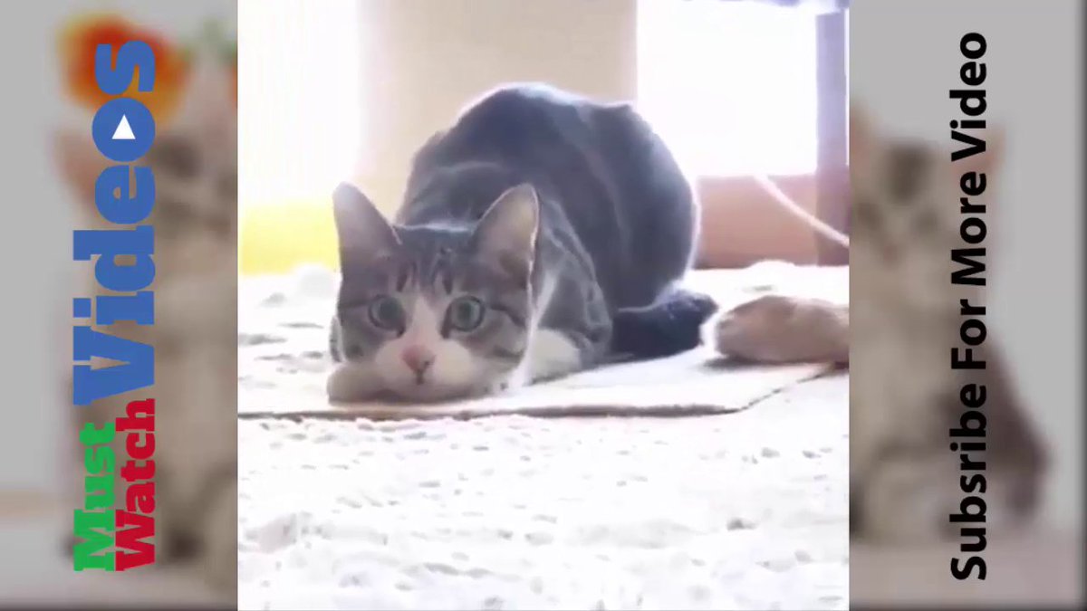 Mustwatchvideos At Mustwvideos Twitter