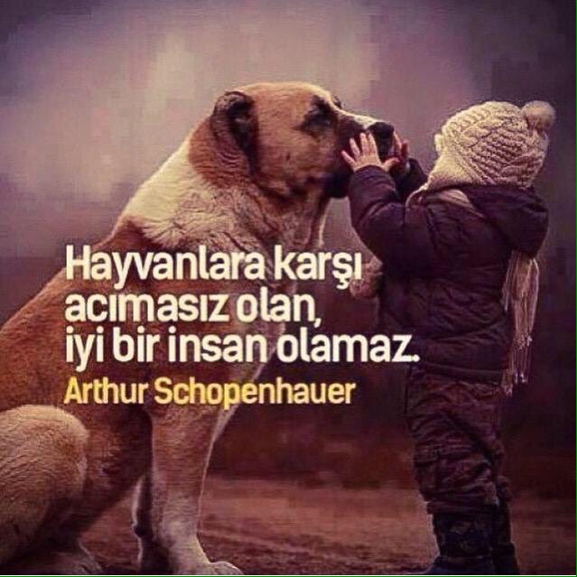 busheamuss's tweet photo. #hayvanseverim https://t.co/0jtjL1bqXj
