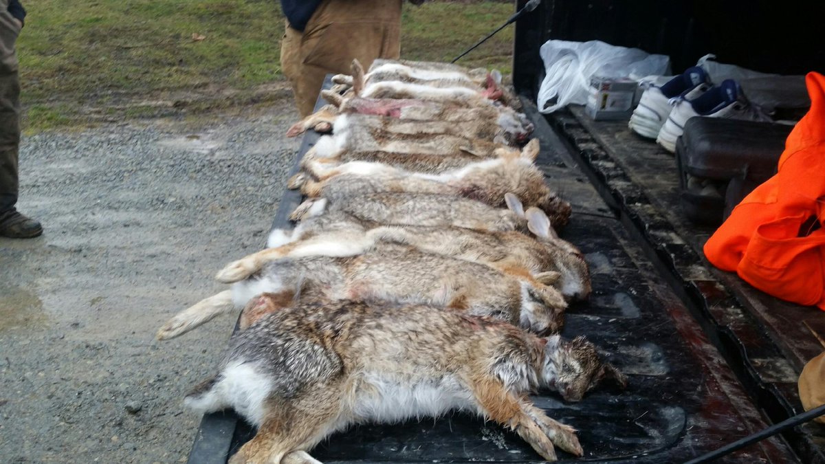 65a644dc43604f1's tweet image. @TedNugent we went wabbit huntin  #wackNstack #wascallywabbits