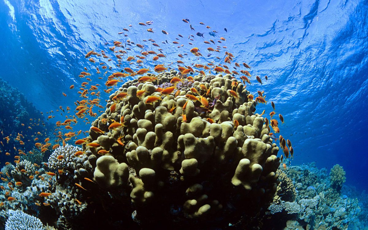 RobiandRoISF's tweet photo. Climate change will lead to deformed and virus-hit coral reefs https://t.co/sqpeskbVua
#ClimateChangeIsReal #ISF https://t.co/n0H0fd8opE