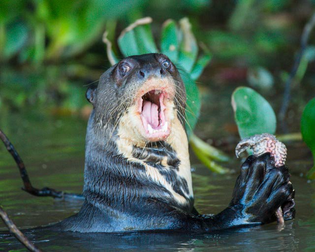 TheAmazonRiver2's tweet photo. RIVER 
#mewhensomeoneaskmeforfood https://t.co/gm1hQfGlxY