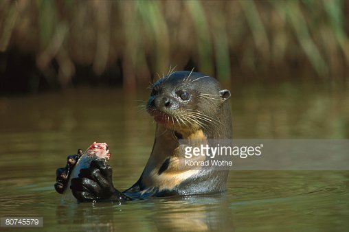 TheAmazonRiver2's tweet photo. But they still can be very cute!
#whenyouseebae https://t.co/p9DlZWs5yk